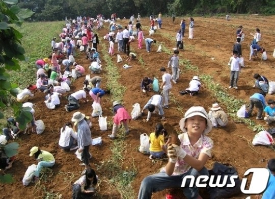 강화군 “풍요로운 가을...농산물 수확 체험”