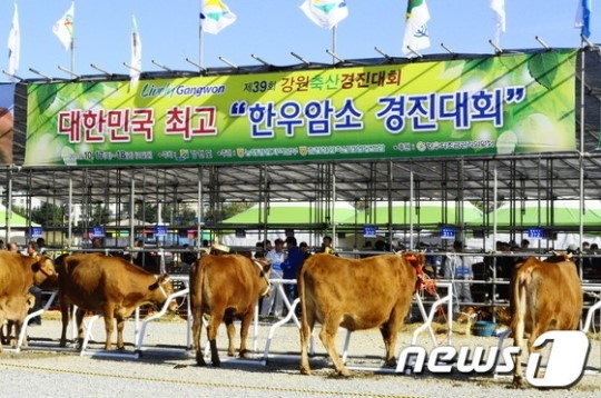 강원 축산경진대회, 춘천서 열려