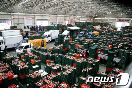안동농산물도매시장, 사과출하량 최고치 경신할 듯