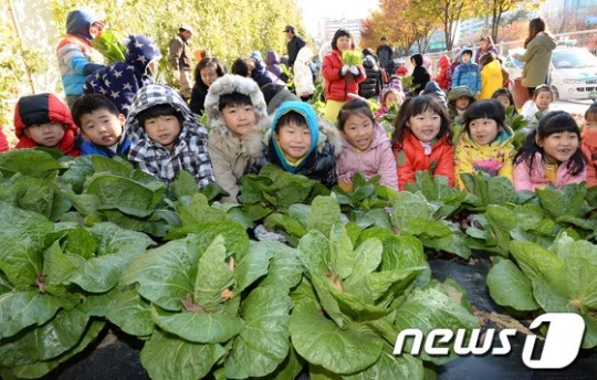 꼬마 농부들의 배추 수확