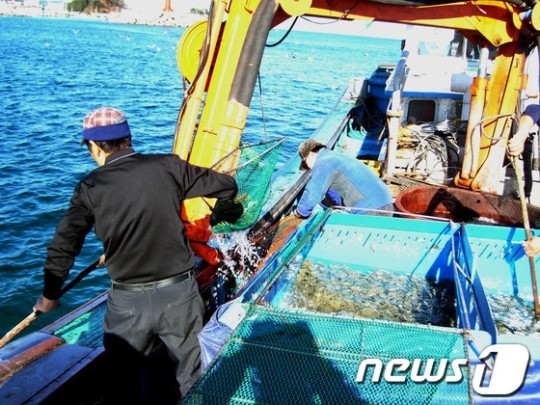 양양군, 강도다리 6만여마리 방류