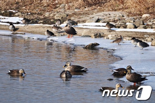 [화보] 흰뺨검둥오리·쇠오리 우리는 휴식중