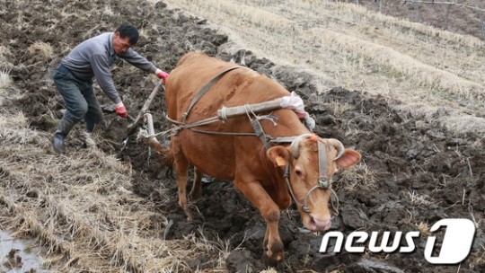 황소의 힘찬 쟁기질