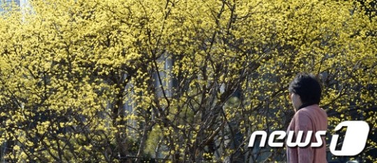 산수유꽃 봄햇살 머금고
