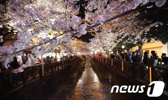 진해 로망스다리에 핀 벚꽃