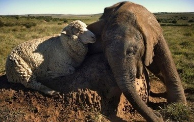 사진이 안보일 때→우측클릭→'사진보기' 클릭, OK. ☞작성: Daum카페: 한국 네티즌본부