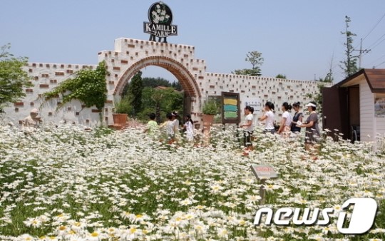 태안 팜카밀레 허브 축제 놀러 오세요