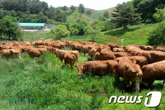 대관령 한우 첫 방목