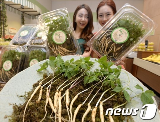 새싹삼 먹고 무더위 이겨내요