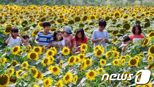 해바라기 속 동심