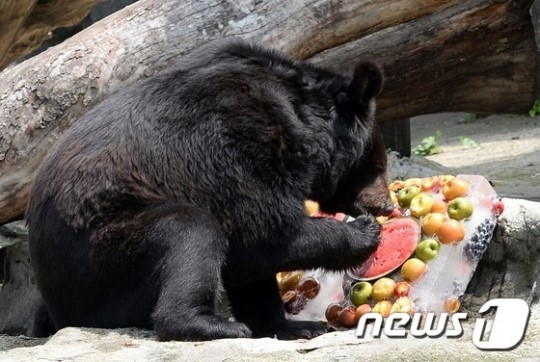 여름 특식 즐기는 반달가슴곰