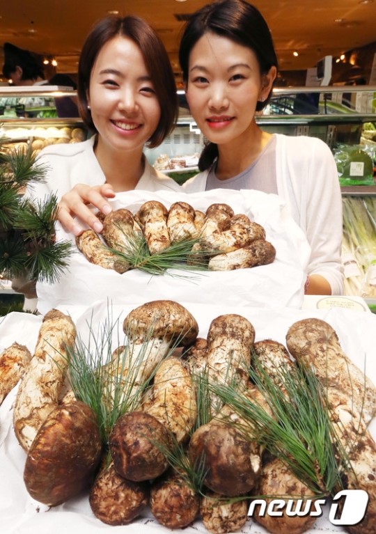 추석 선물로 햇 자연송이 어떠세요?