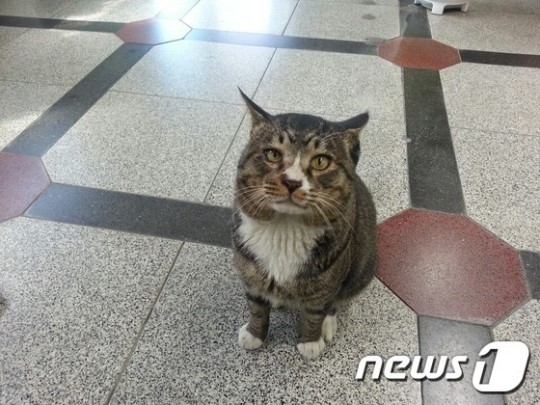 광주 주민센터 터줏대감 고양이 양삼이 화제