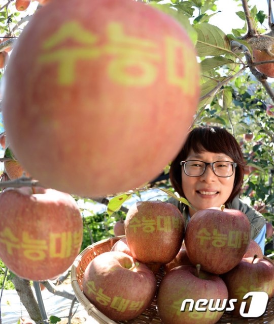 수능대박 거창 문자사과 수확