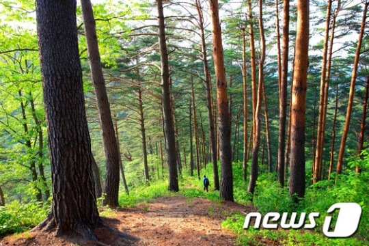 울진 금강송 200여그루 고사…산림청 조사 착수