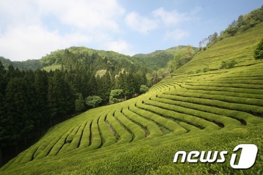 보성 대한다원 등 전남 3곳, 전국 우수 관광농원 선정