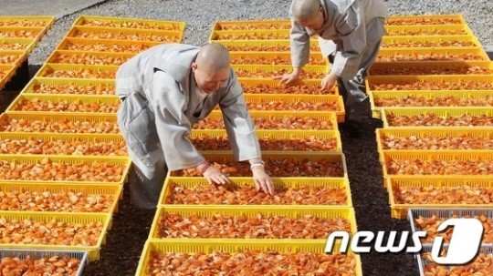 감말랭이는 겨우내 산사의 간식꺼리