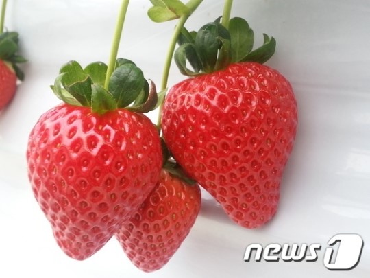 담양군, 딸기 신품종 담향·죽향 20년간 품종보호