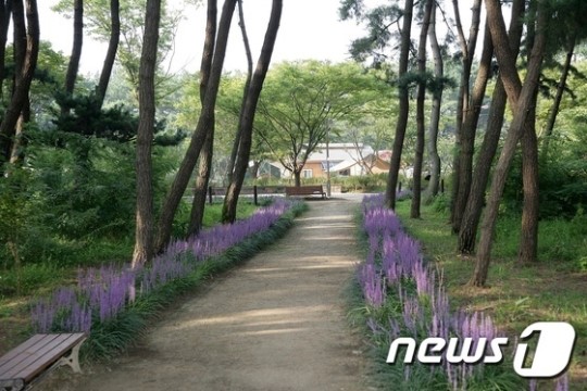 서천군 ‘솔바람 곰솔숲’, 제15회 아름다운숲 ‘공존상’