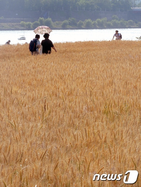 밀밭 풍경
