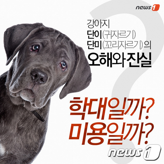 [펫카드]강아지 단이·단미 오해와 진실
