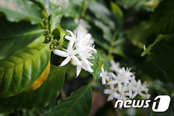 [풍경] 고흥 커피 주산지, 새하얀 자스민향 커피 꽃 활짝
