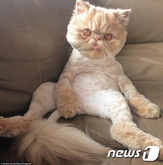 한잔했냥…술주정뱅이 고양이 윈스턴경 SNS 돌풍