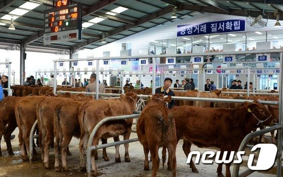 창녕축산업협동조합, ‘한우전자경매시장’ 본격 운용