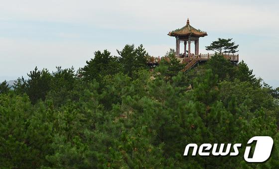 일송정 정자와 소나무