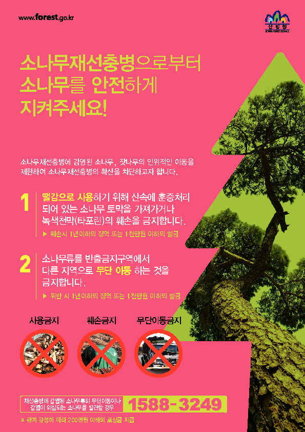 산림청, 감염목 무단이동 주의보 땔감용 절대 안돼