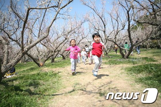 매화 꽃 천지 해남보해매실농원, 2일부터 무료 개방