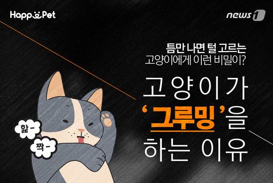 [펫카드] 고양이는 왜 그루밍을 하는 걸까