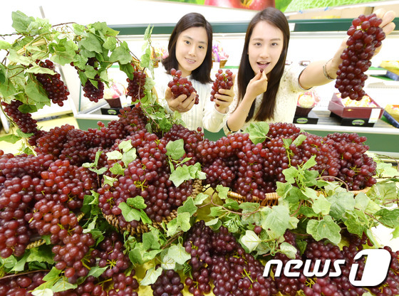 일반포도보다 크기는 작지만 당도는 최고