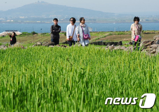 청보리의 계절이 왔어요