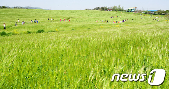 마음이 편해지는 청보리밭 사이에서