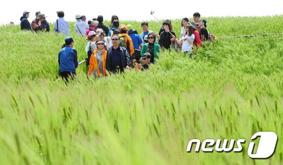 보리밭 일렁이는 그 곳