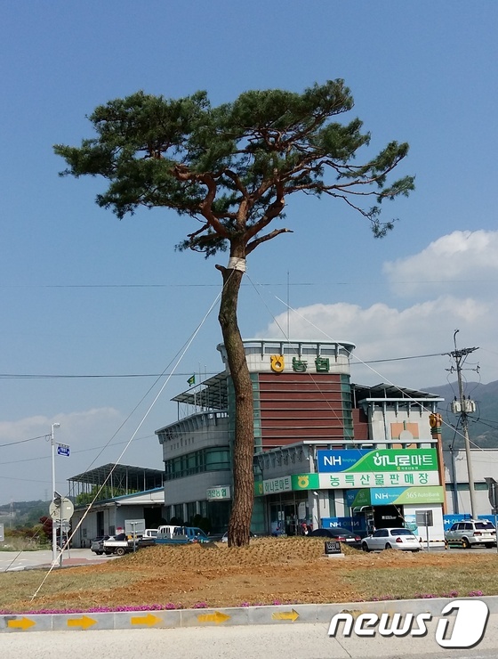 지리산 관문 인월면에 ‘300년 소나무’ 기증받아 식재