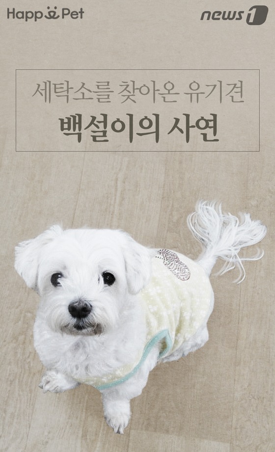 [펫카드] 세탁소를 찾아온 유기견 백설이의 사연