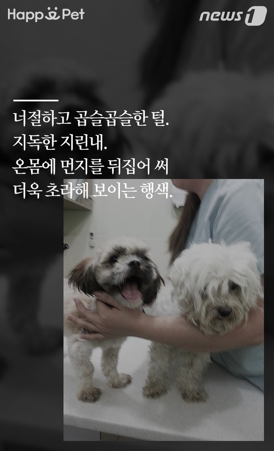 [펫카드] 세탁소를 찾아온 유기견 백설이의 사연