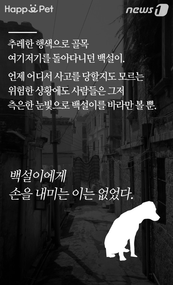 [펫카드] 세탁소를 찾아온 유기견 백설이의 사연