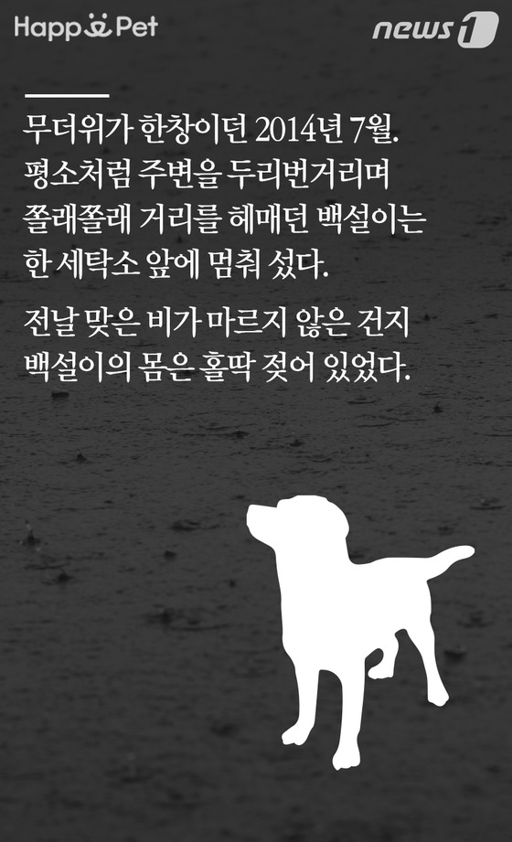 [펫카드] 세탁소를 찾아온 유기견 백설이의 사연