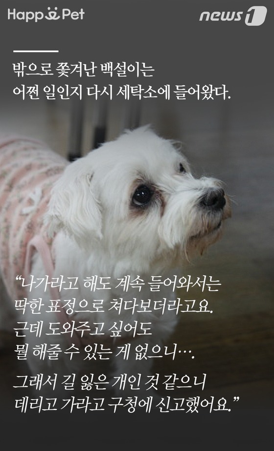 [펫카드] 세탁소를 찾아온 유기견 백설이의 사연