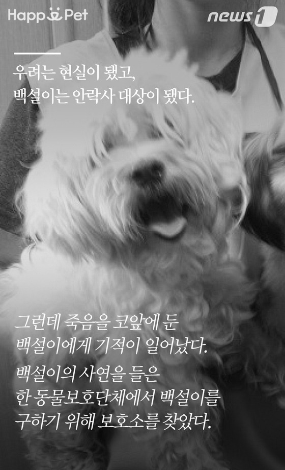 [펫카드] 세탁소를 찾아온 유기견 백설이의 사연