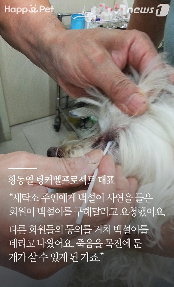 [펫카드] 세탁소를 찾아온 유기견 백설이의 사연