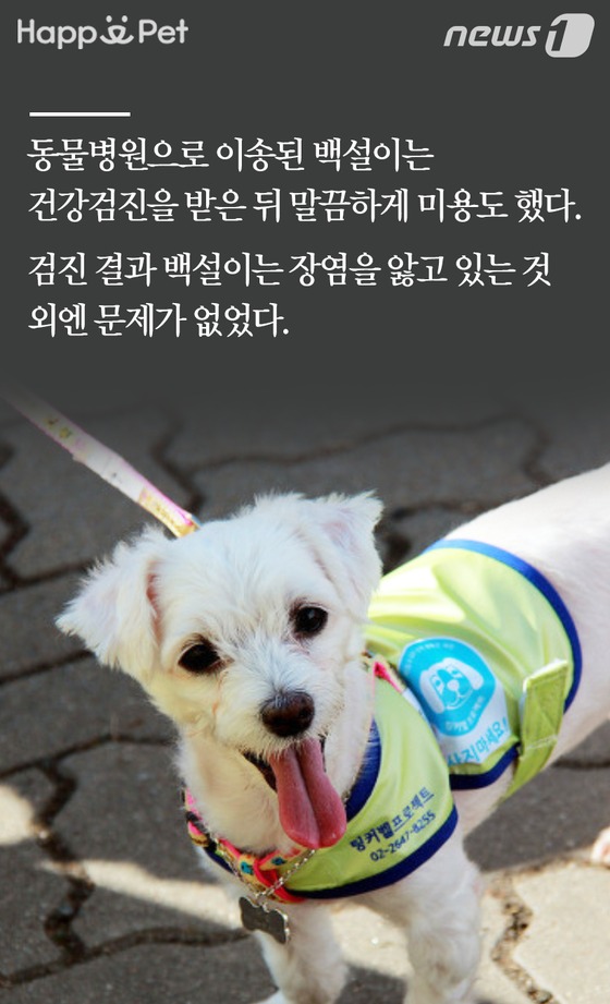 [펫카드] 세탁소를 찾아온 유기견 백설이의 사연