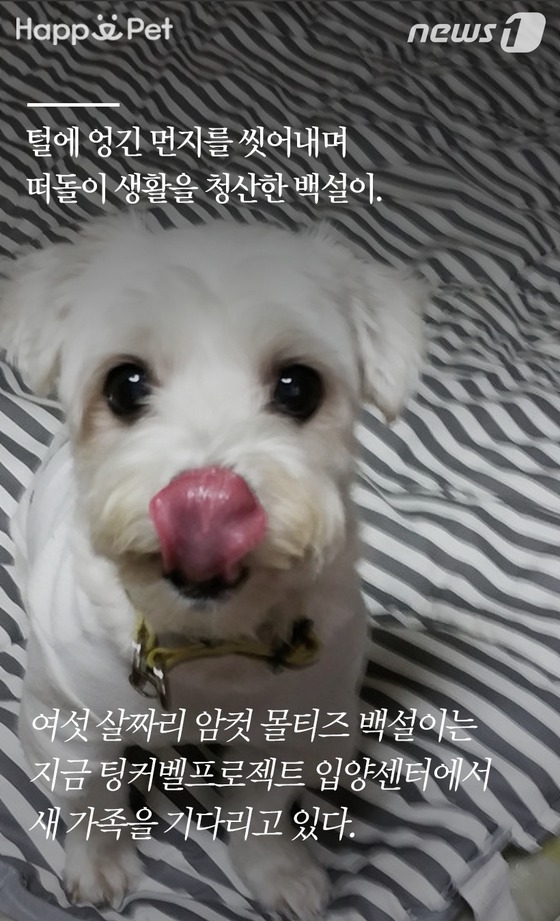 [펫카드] 세탁소를 찾아온 유기견 백설이의 사연