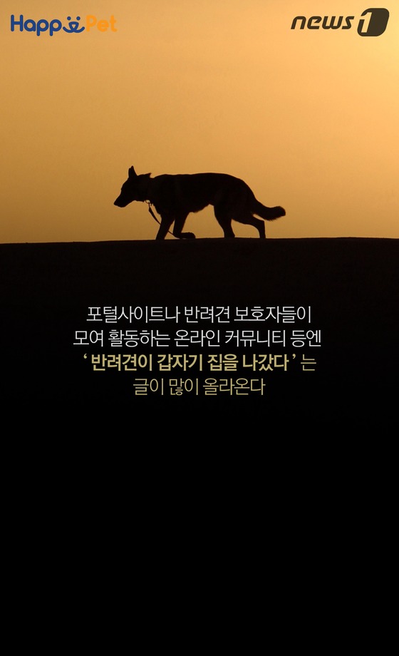 [펫카드] “우리 멍멍이, 집 나가 돌아오질 않아요”