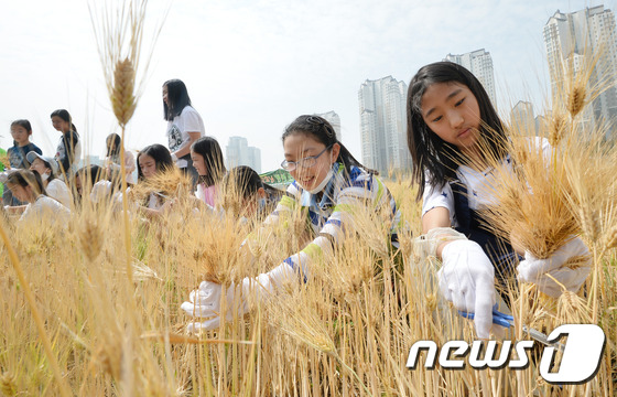 청보리 수확은 이렇게
