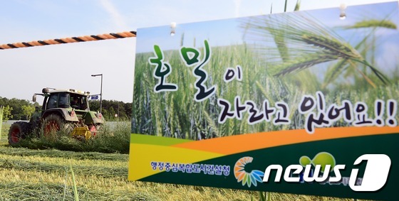 호밀 수확합니다