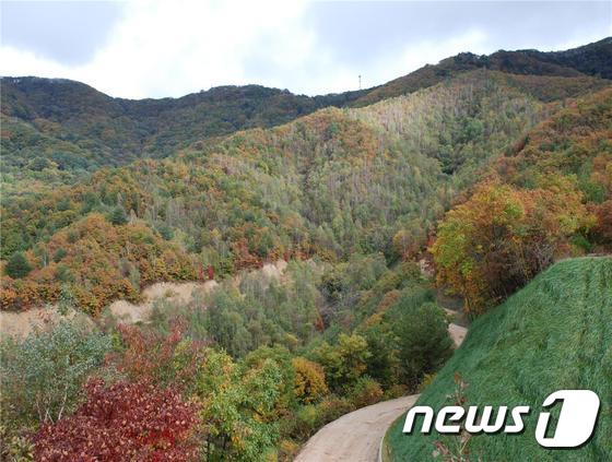 북부산림청, 운두령 특수활엽수단지 관리방안 마련